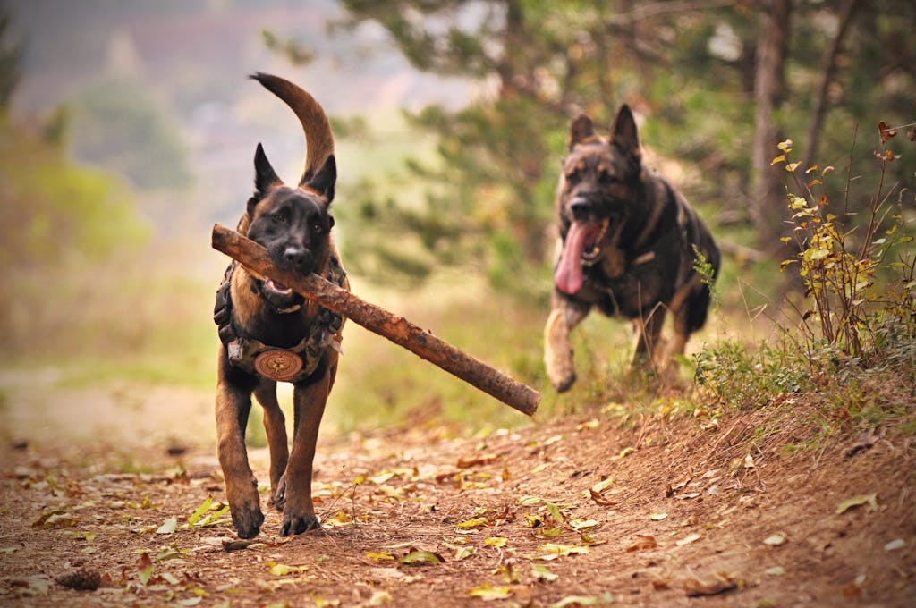 Two Adult Black-and-tan German Shepherds Running on Ground